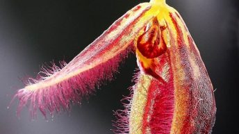 Types of Soils for Cultivating Carnivorous Plants