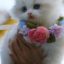 Feline/cats behaviour meaning explained