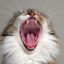 Cats sounds and noises and their meanings