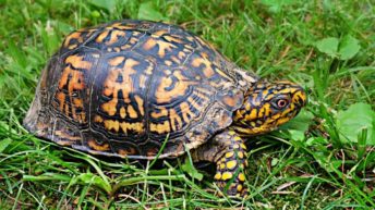 All Things to know about Keeping aTurtle as Pet