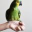 Understanding The Various Parrot Breeds and Their Characteristics