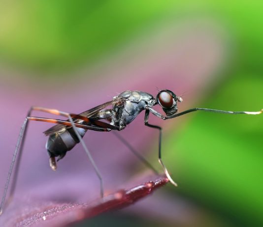 why mosquitoes bits some people more than others